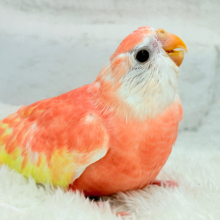 フレッシュ濃いめのピーチちゃん🐣🍑アキクサインコ(ルビノー) ヒナ