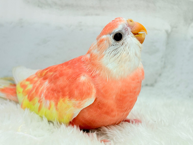 フレッシュ濃いめのピーチちゃん🐣🍑アキクサインコ(ルビノー) ヒナ