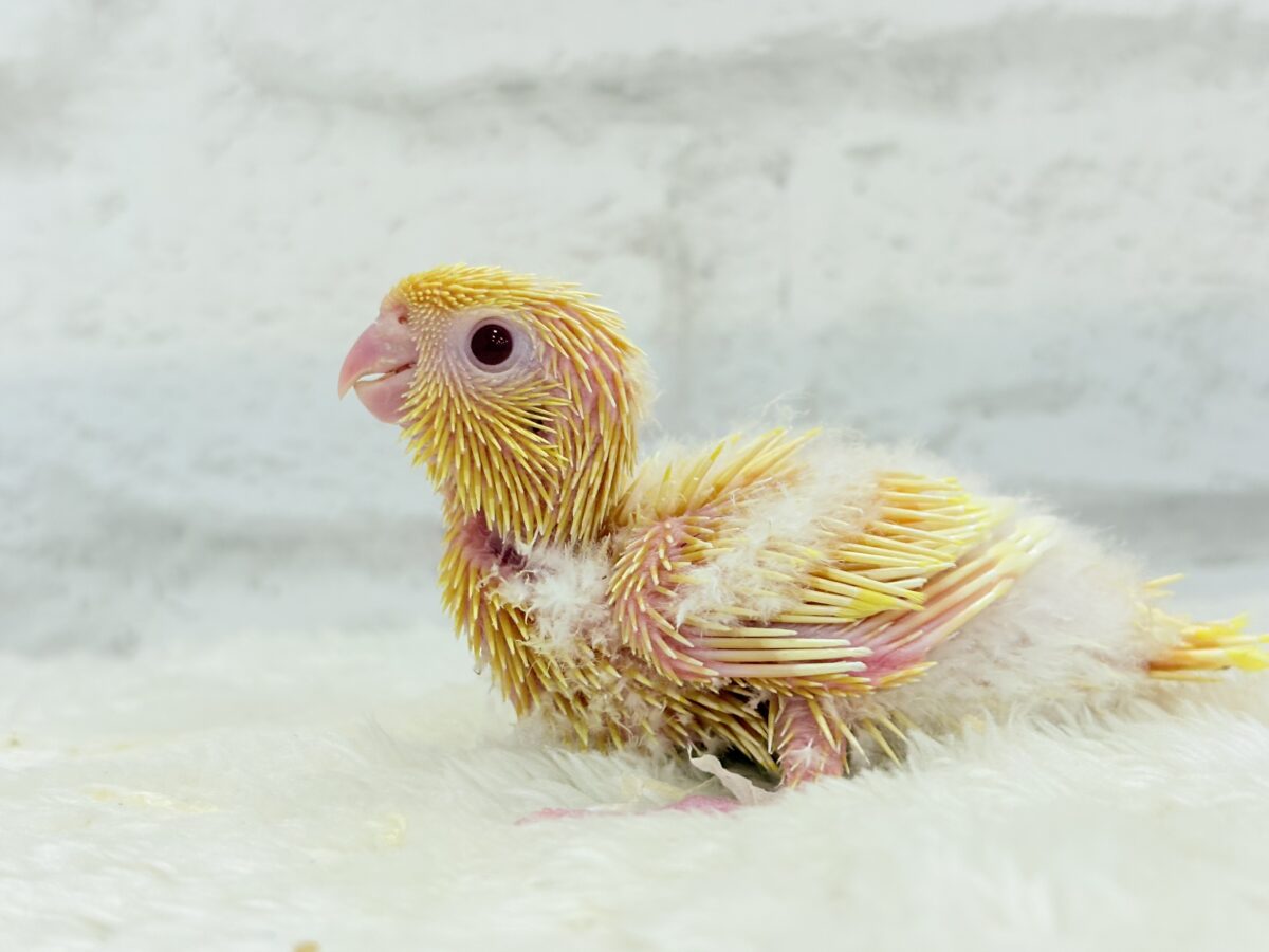 サザナミインコ