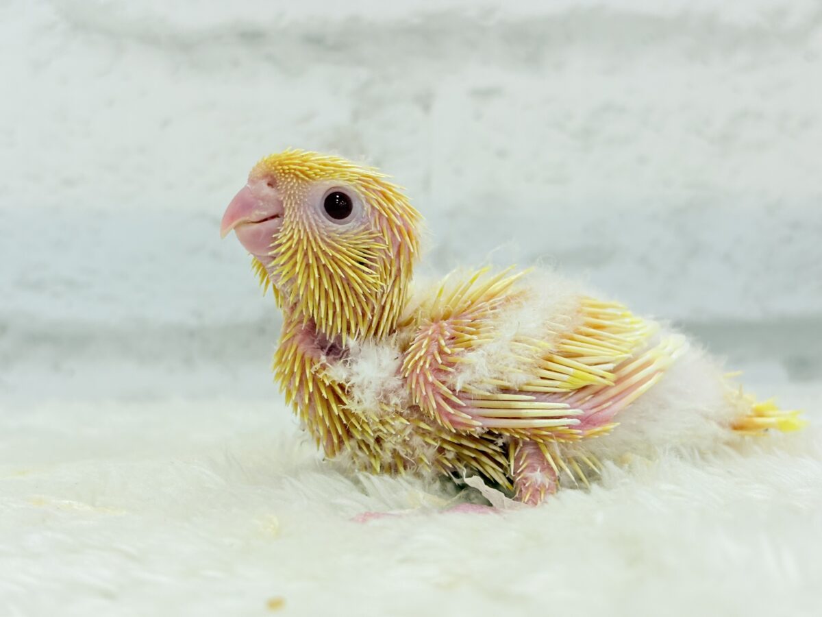 サザナミインコ