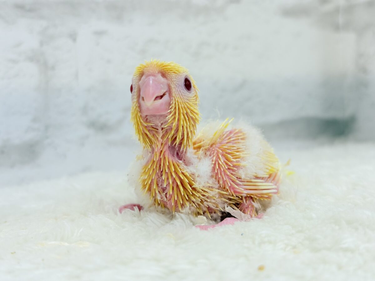 サザナミインコ
