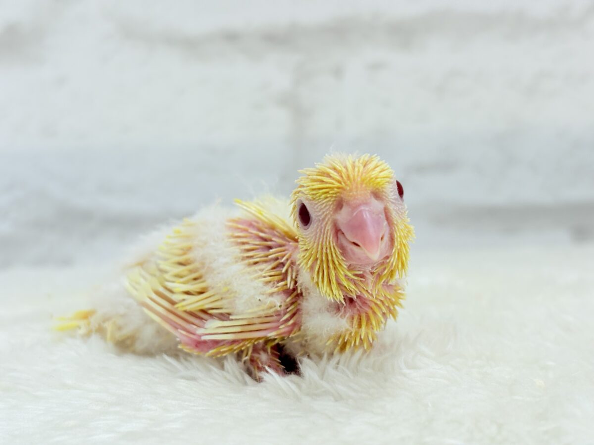 サザナミインコ