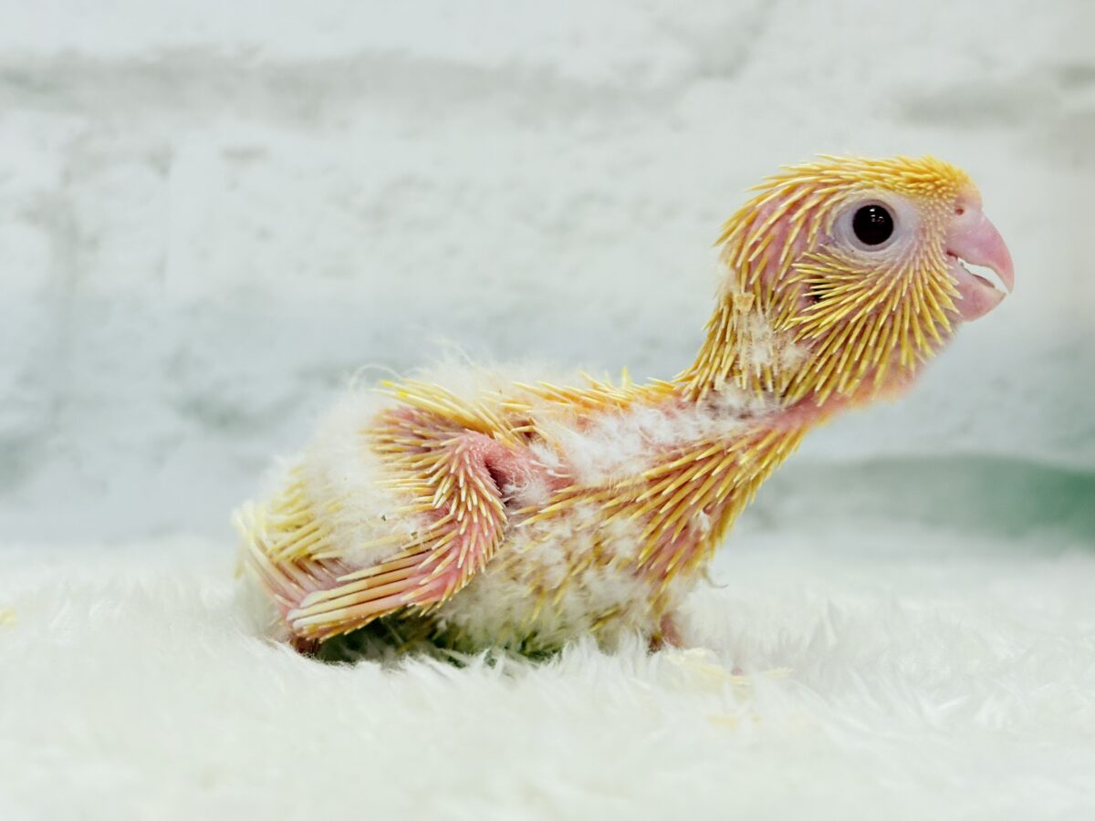 サザナミインコ