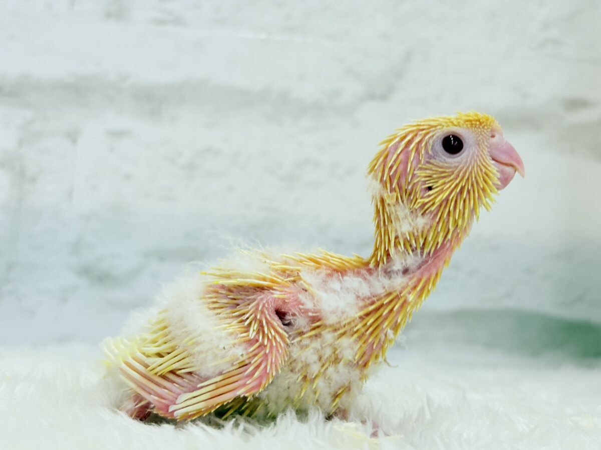 サザナミインコ