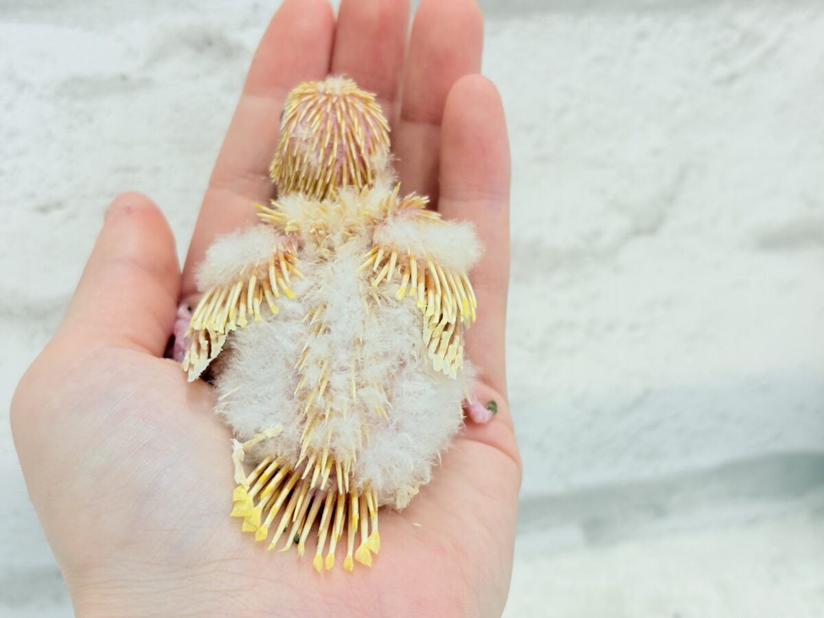 サザナミインコ
