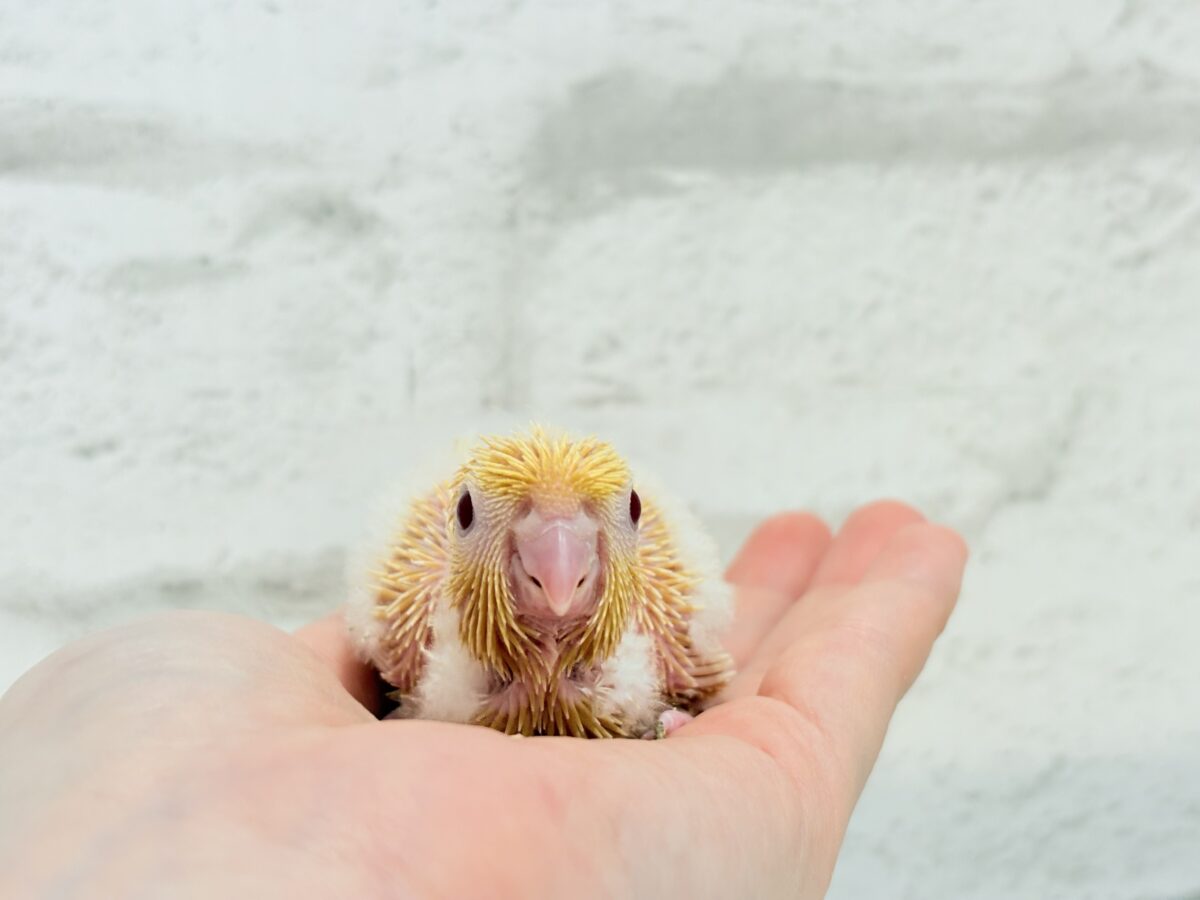 サザナミインコ