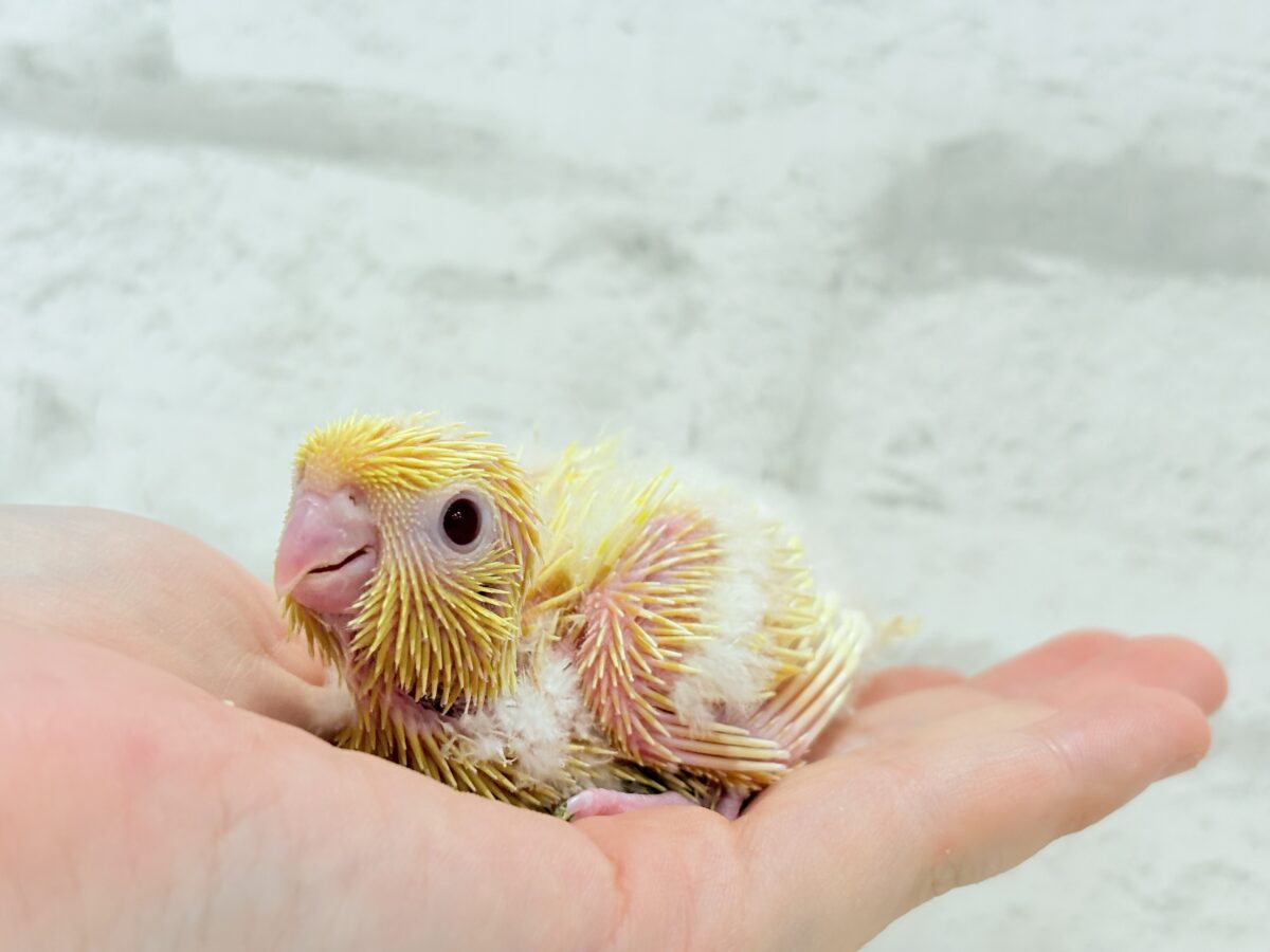 サザナミインコ