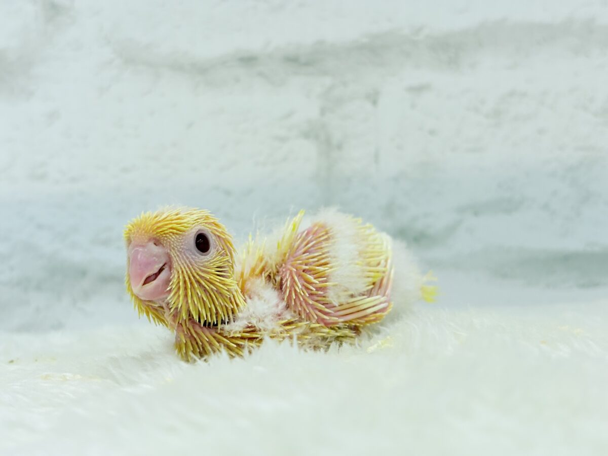 サザナミインコ