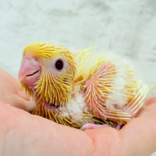 太陽サンサン☀️ビタミンカラー🐣💛サザナミインコ(ルチノー) ヒナ