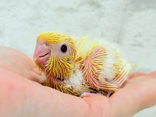 太陽サンサン☀️ビタミンカラー🐣💛サザナミインコ(ルチノー) ヒナ