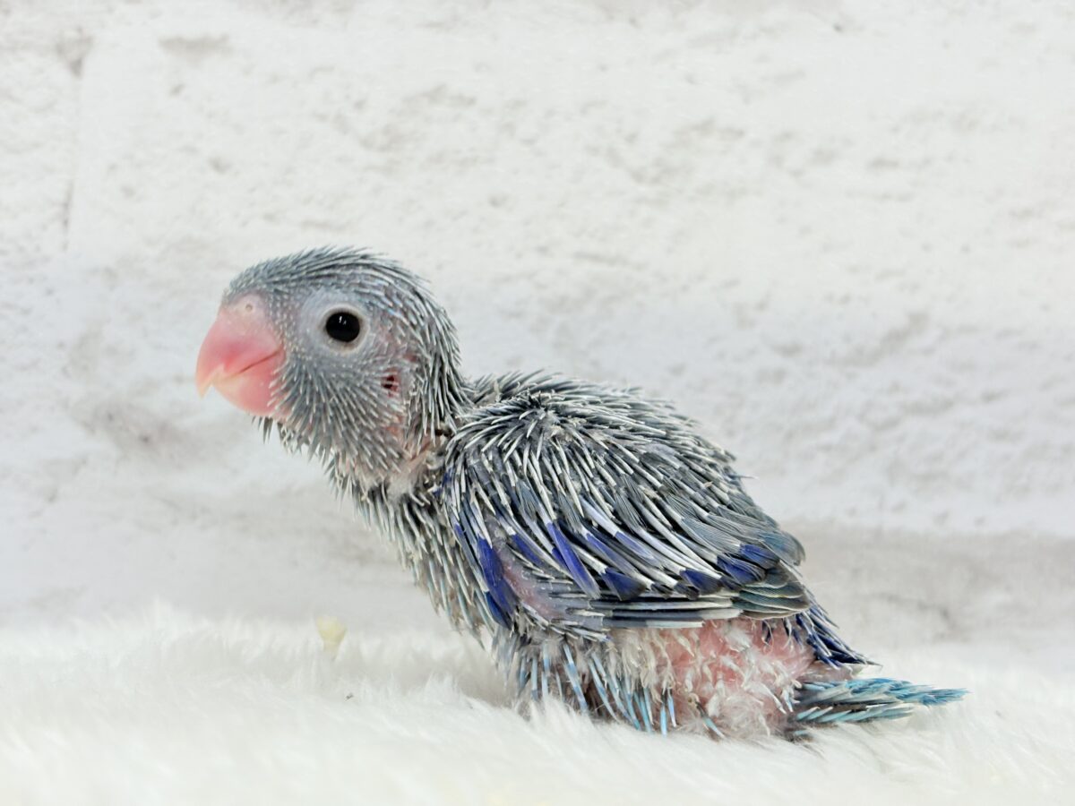 マメルリハ