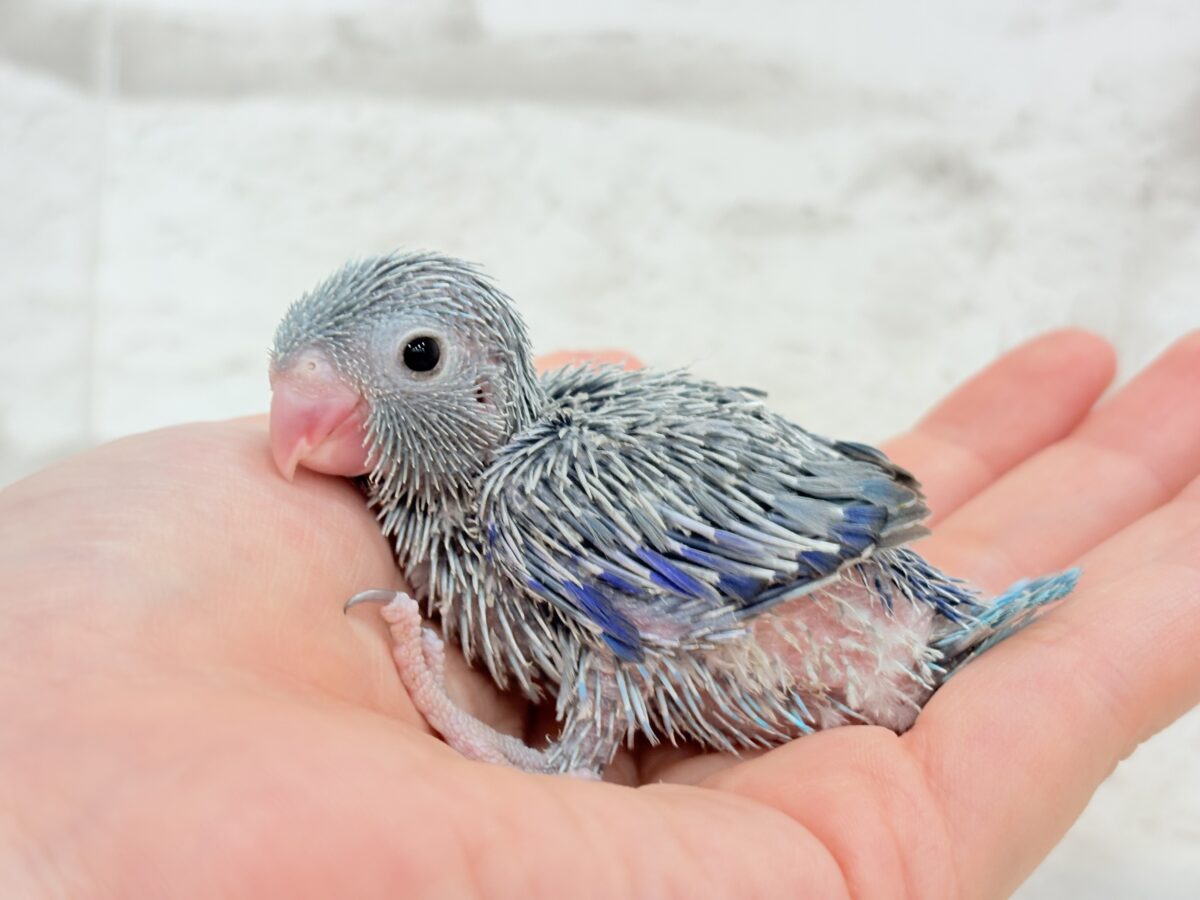 マメルリハ