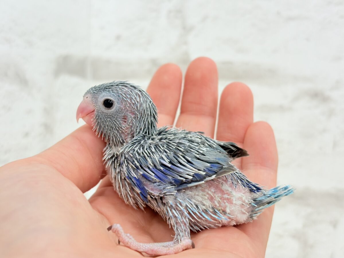 マメルリハ