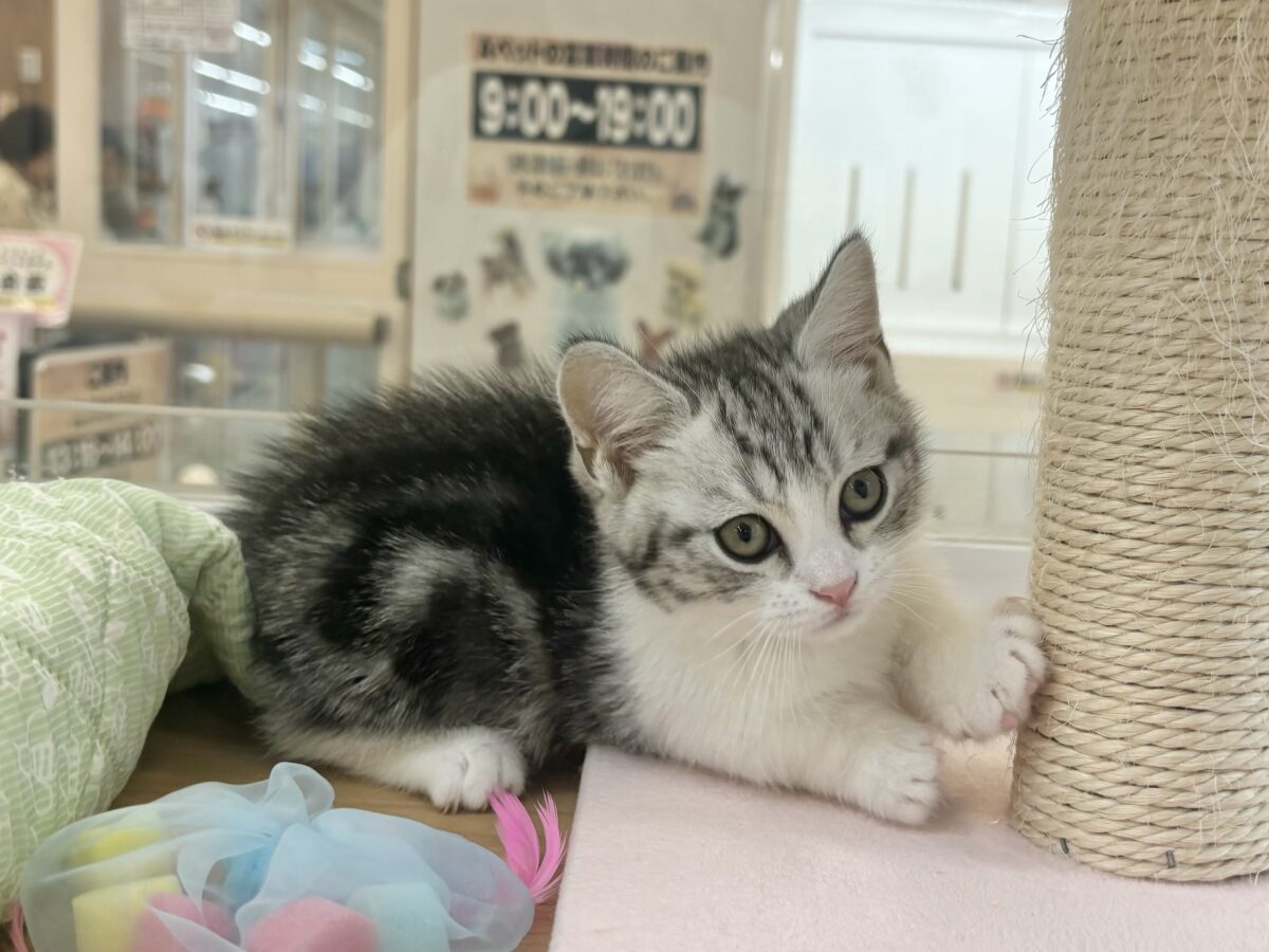 マンチカン