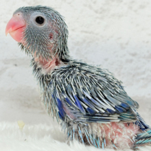 マメガオ〜⋆͛🦕⋆可愛いお顔の恐竜さん🐣💙マメルリハ(ブルー) 男の子 ヒナ