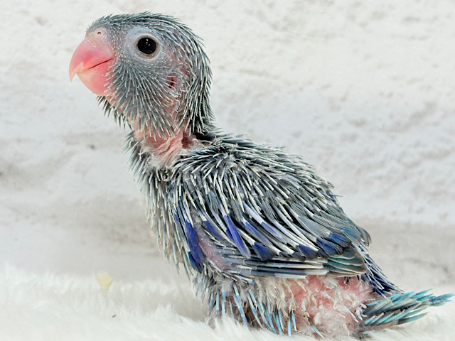 マメガオ〜⋆͛🦕⋆可愛いお顔の恐竜さん🐣💙マメルリハ(ブルー) 男の子 ヒナ
