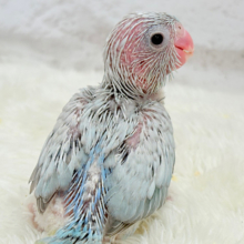なんだか違う？なにかが違う？🐣🩵マメルリハ(アメリカンホワイト) ヒナ