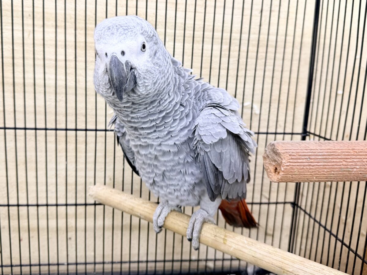 ヨウム