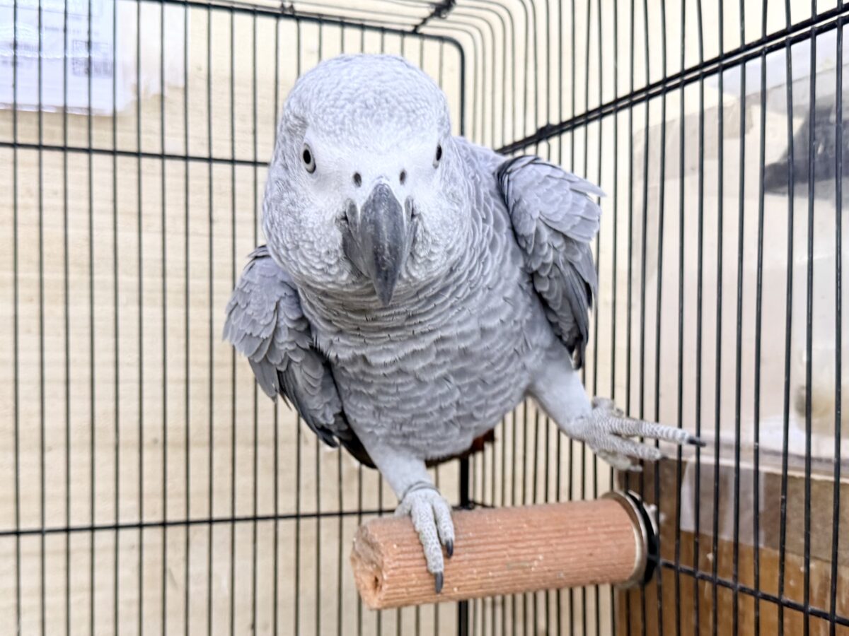 ヨウム
