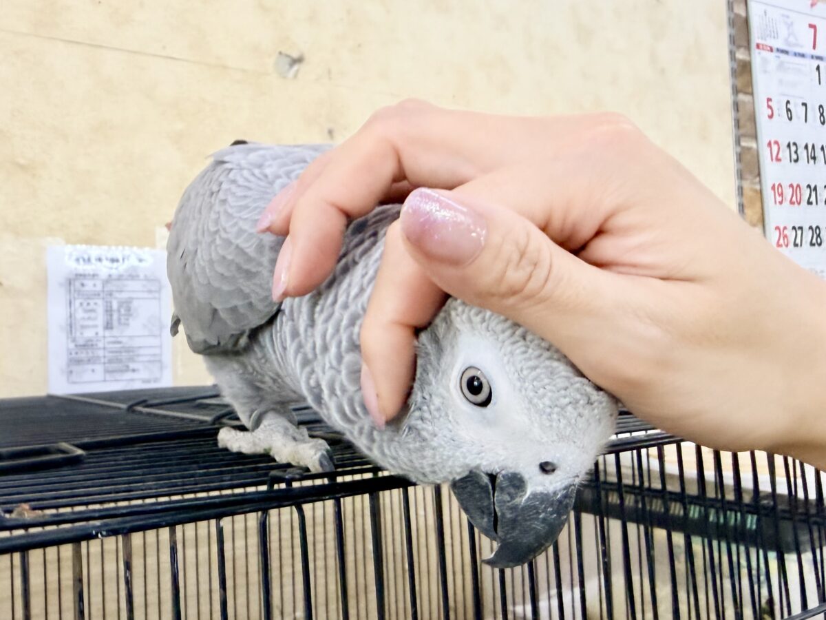 ヨウム