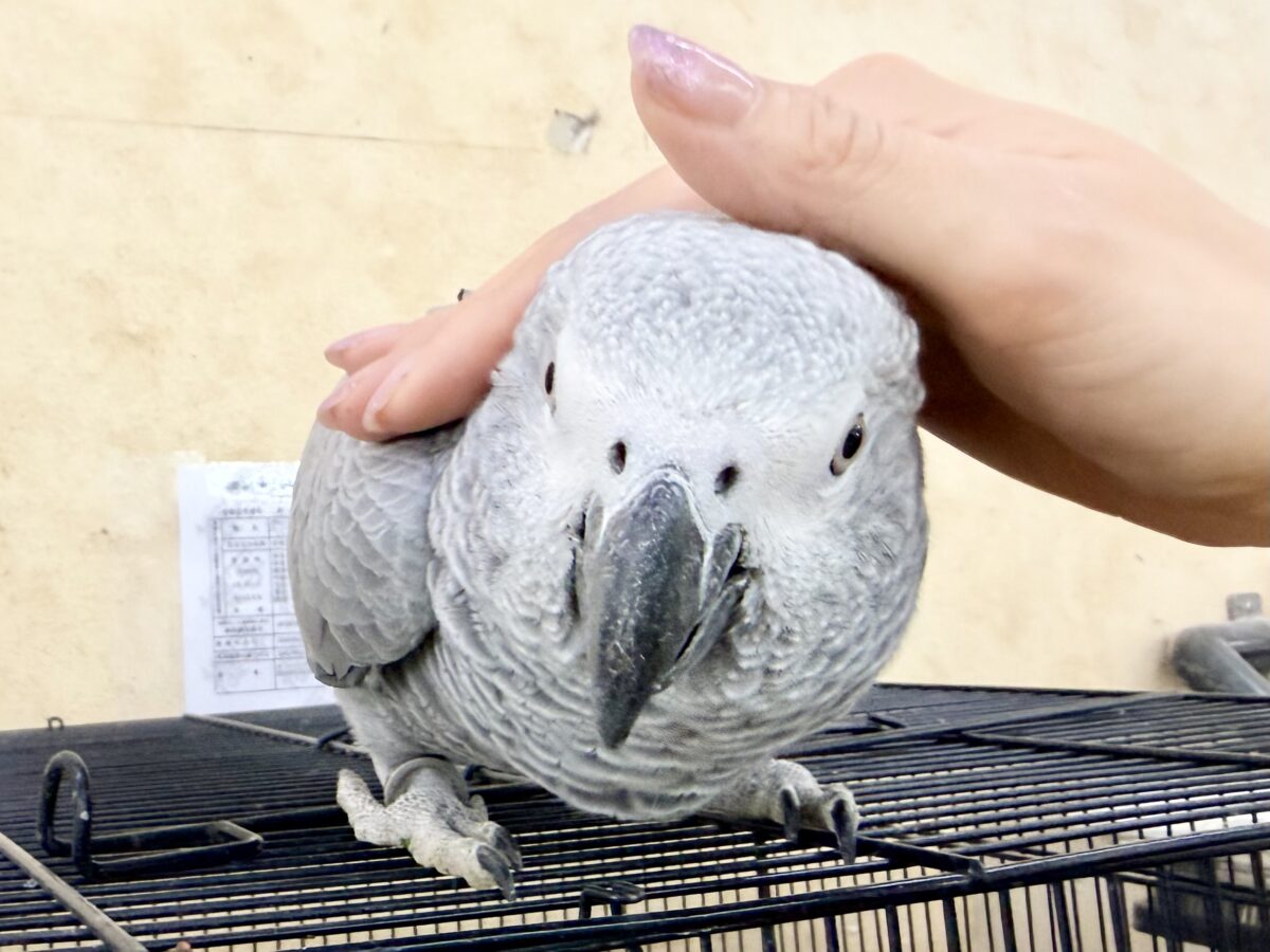 ヨウム