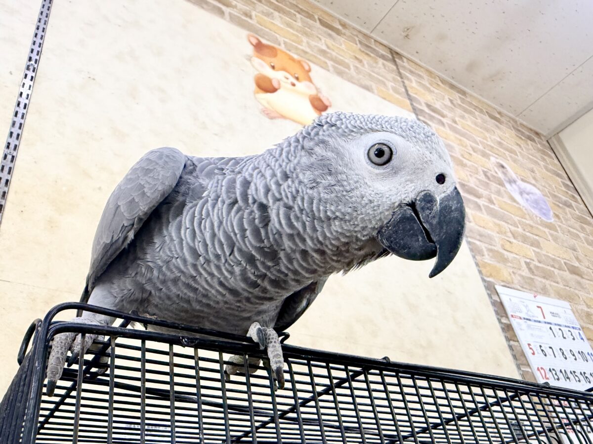 ヨウム