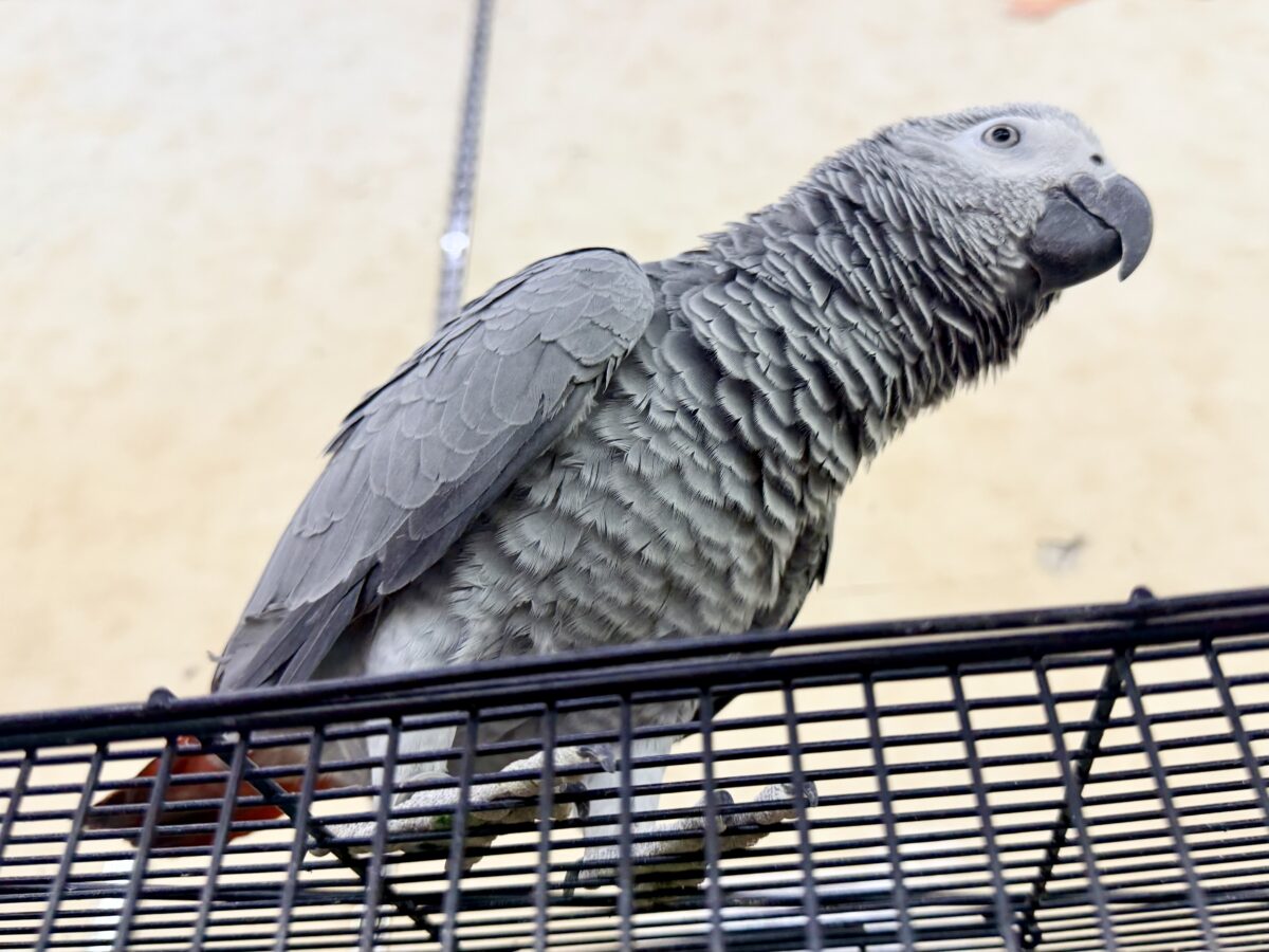 ヨウム