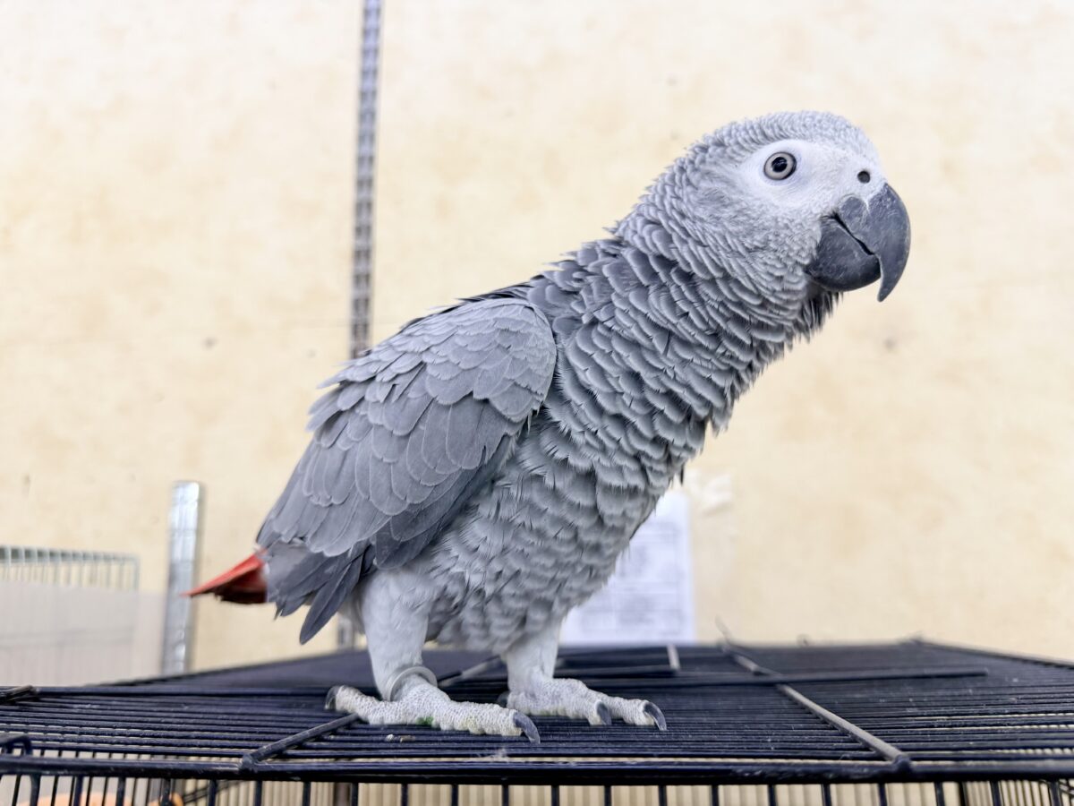 ヨウム