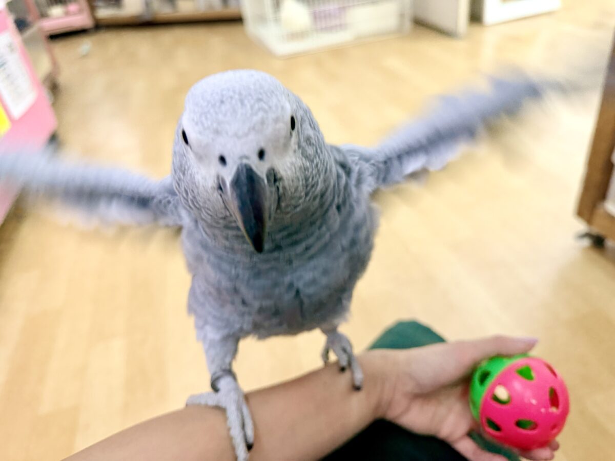ヨウム