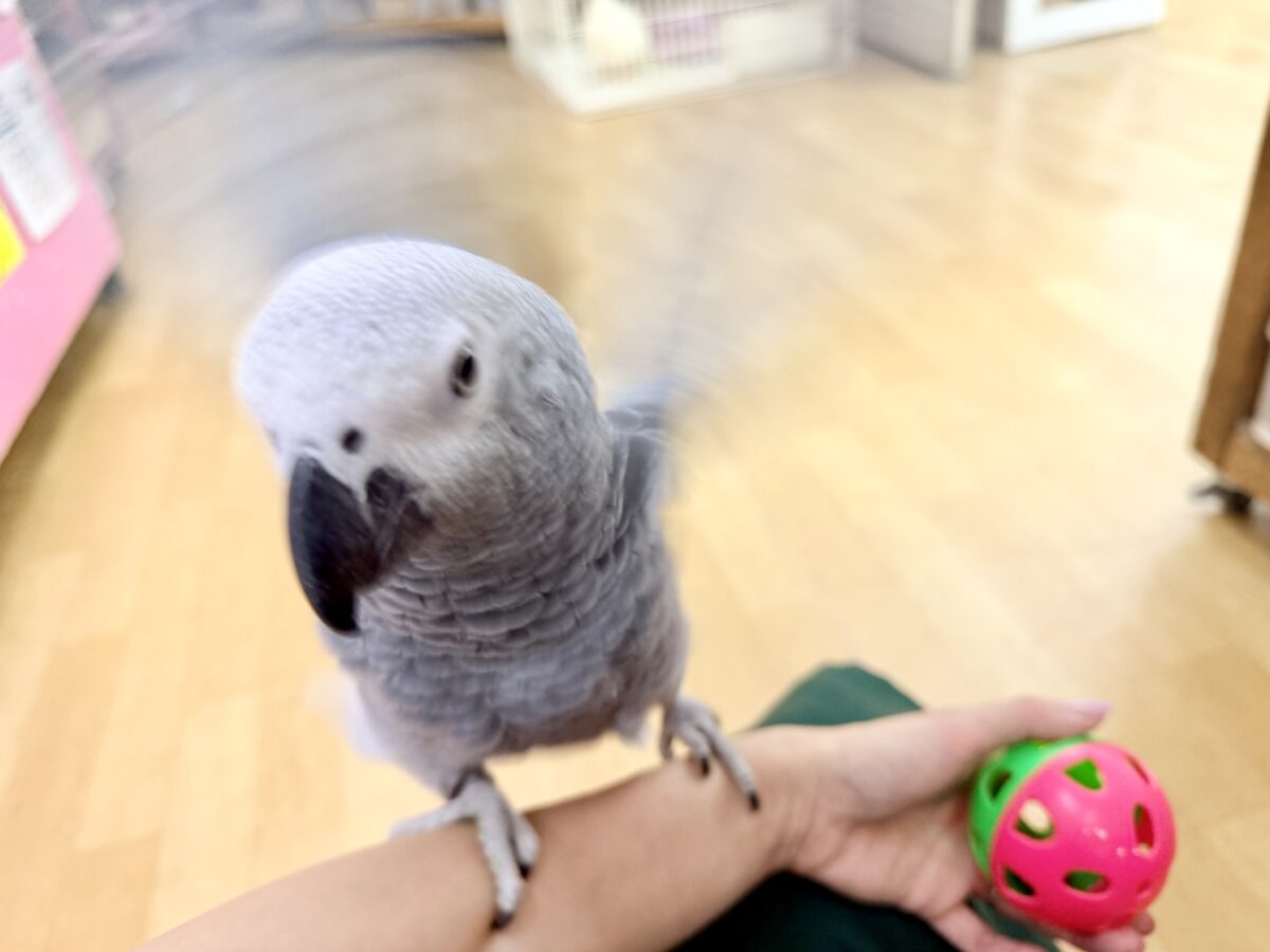 ヨウム
