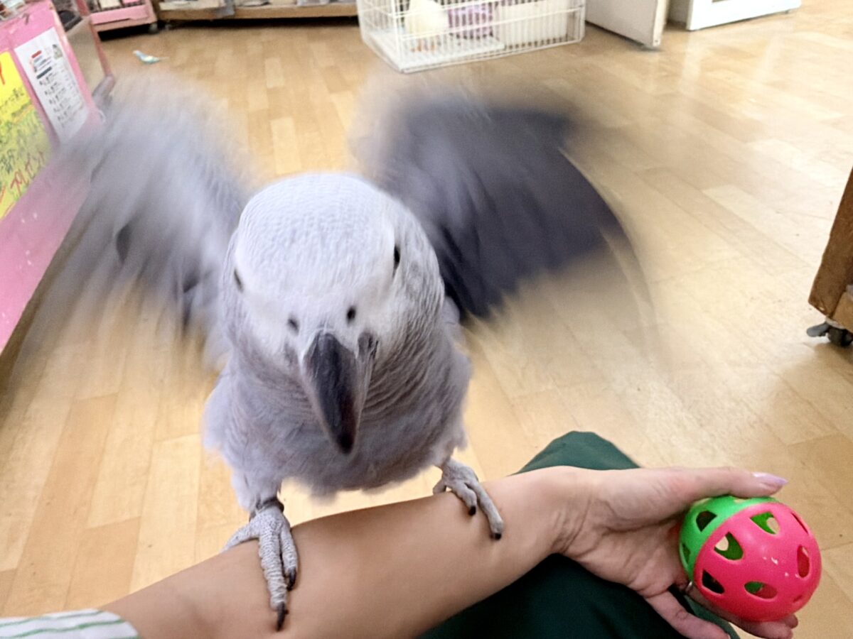 ヨウム