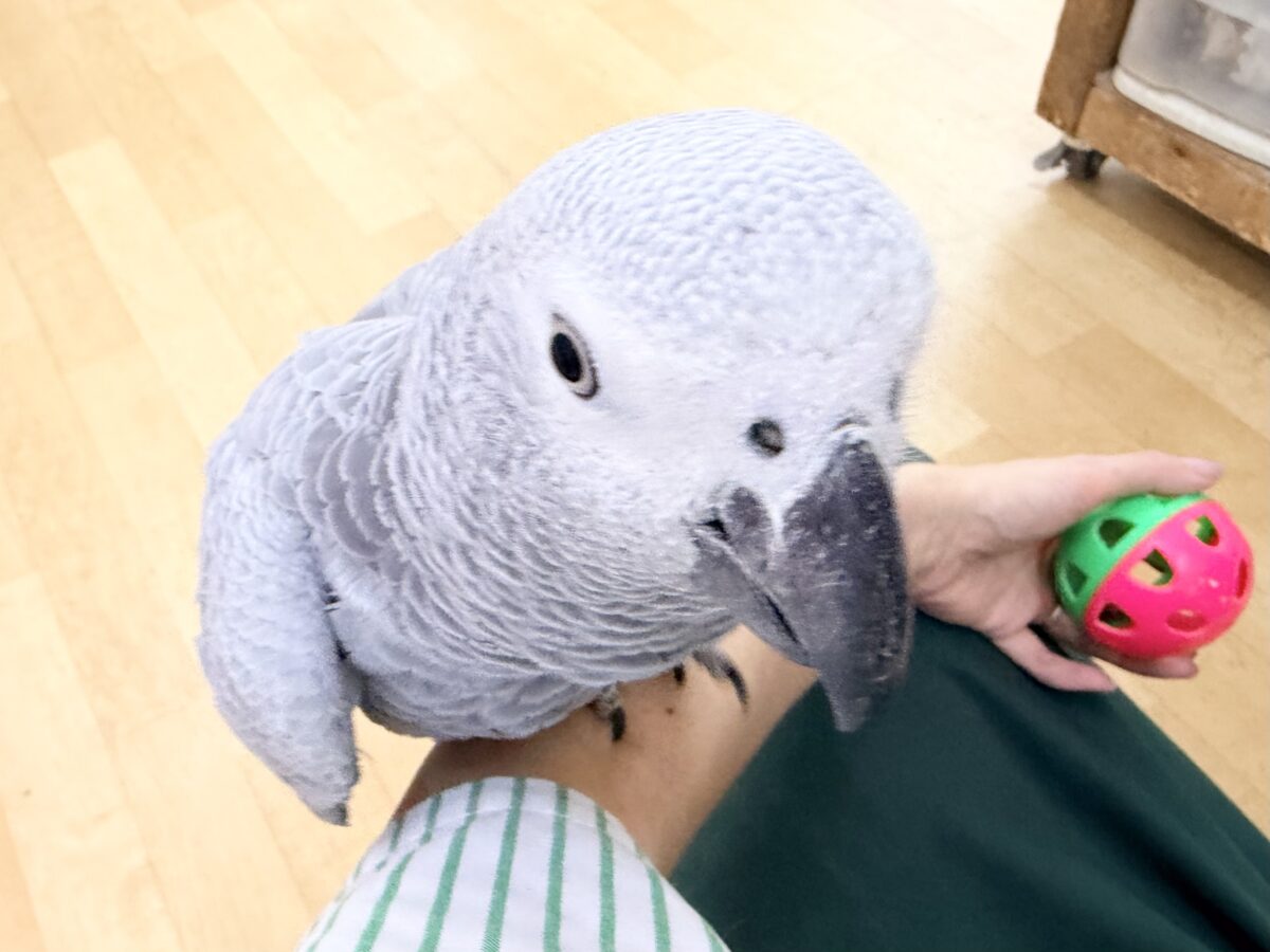 ヨウム
