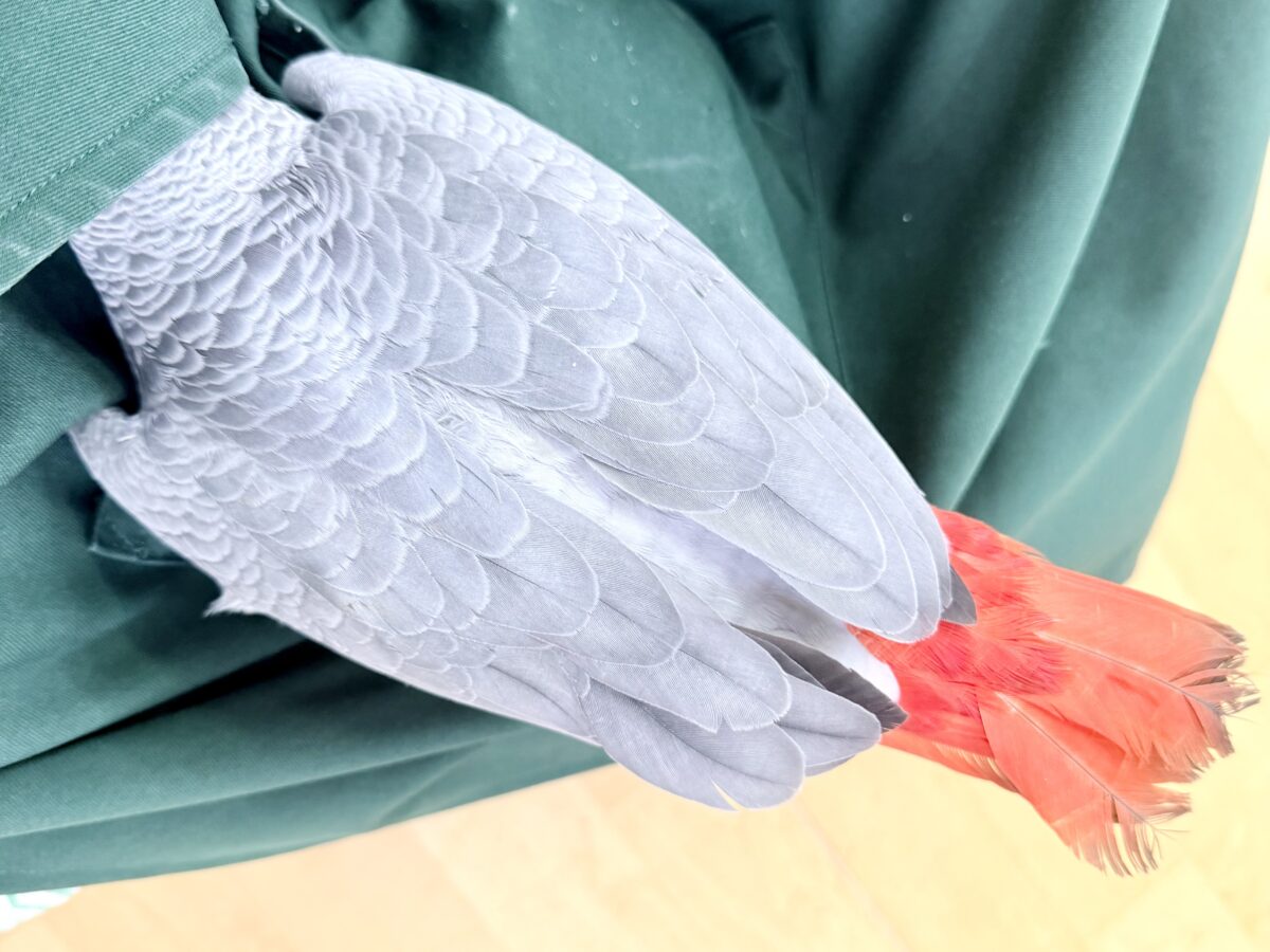 ヨウム
