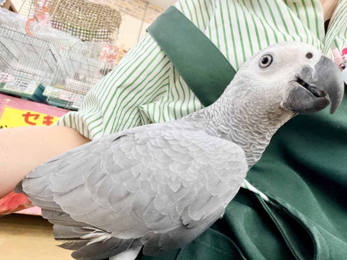 ヨウム