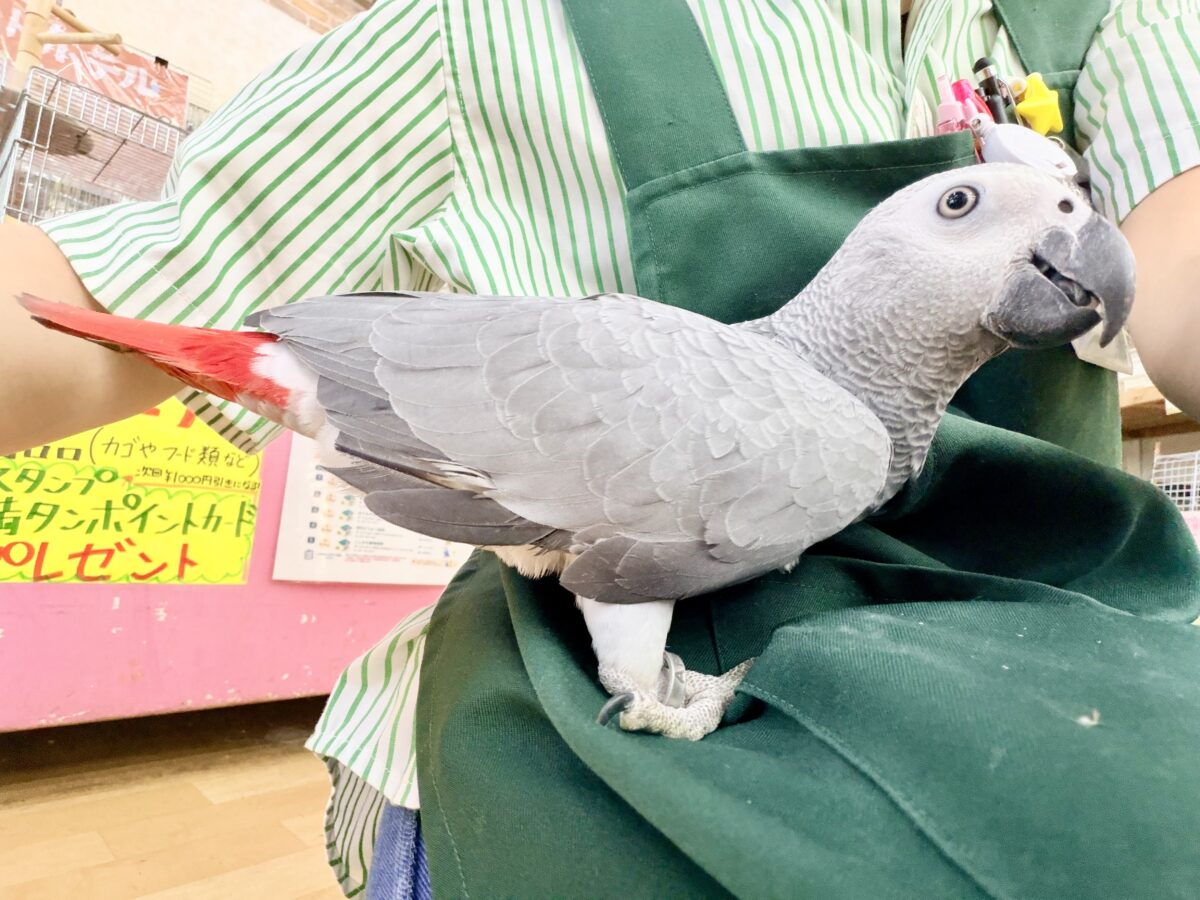 ヨウム