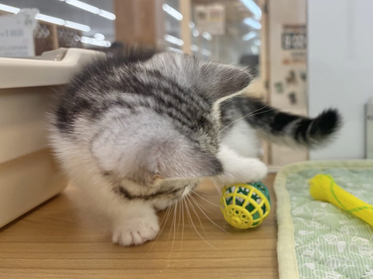 マンチカン
