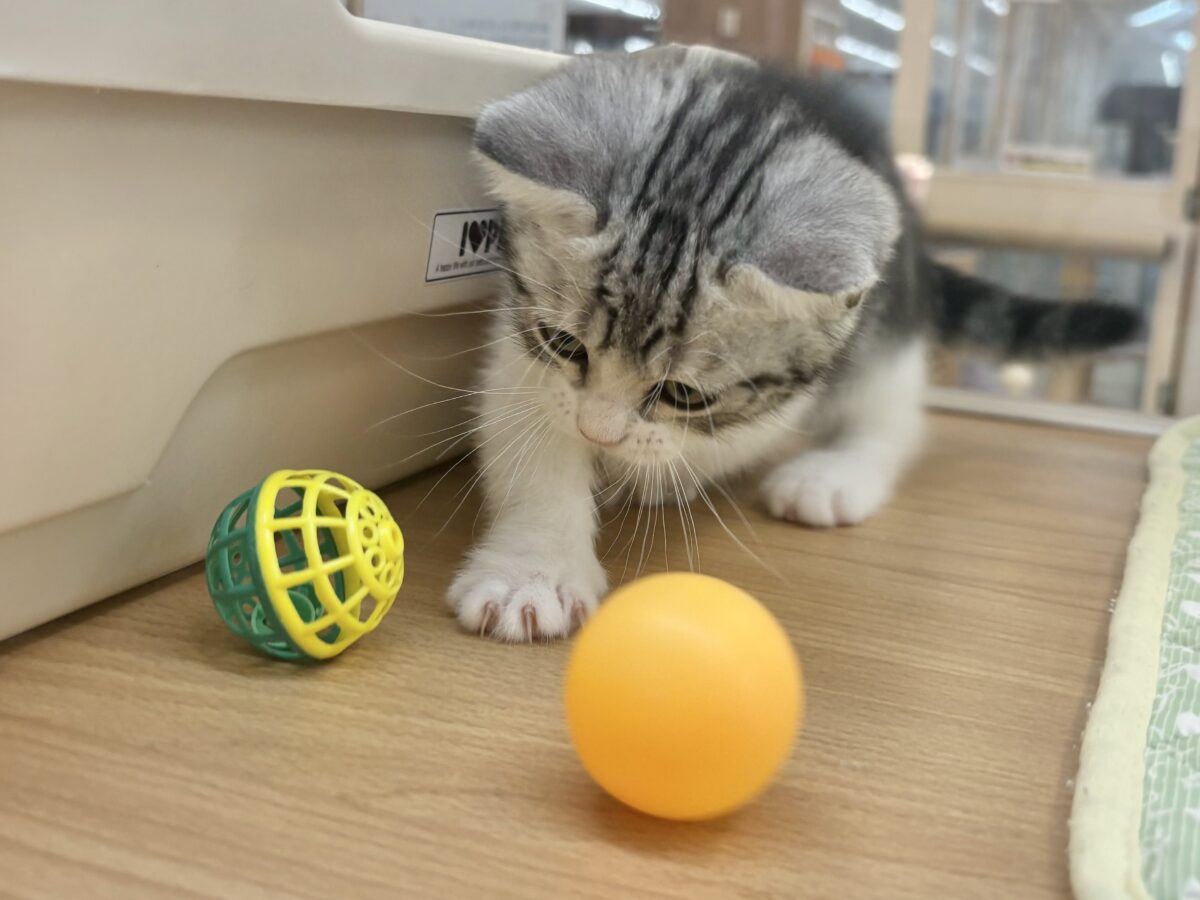 マンチカン