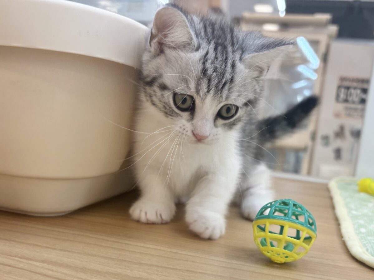 マンチカン