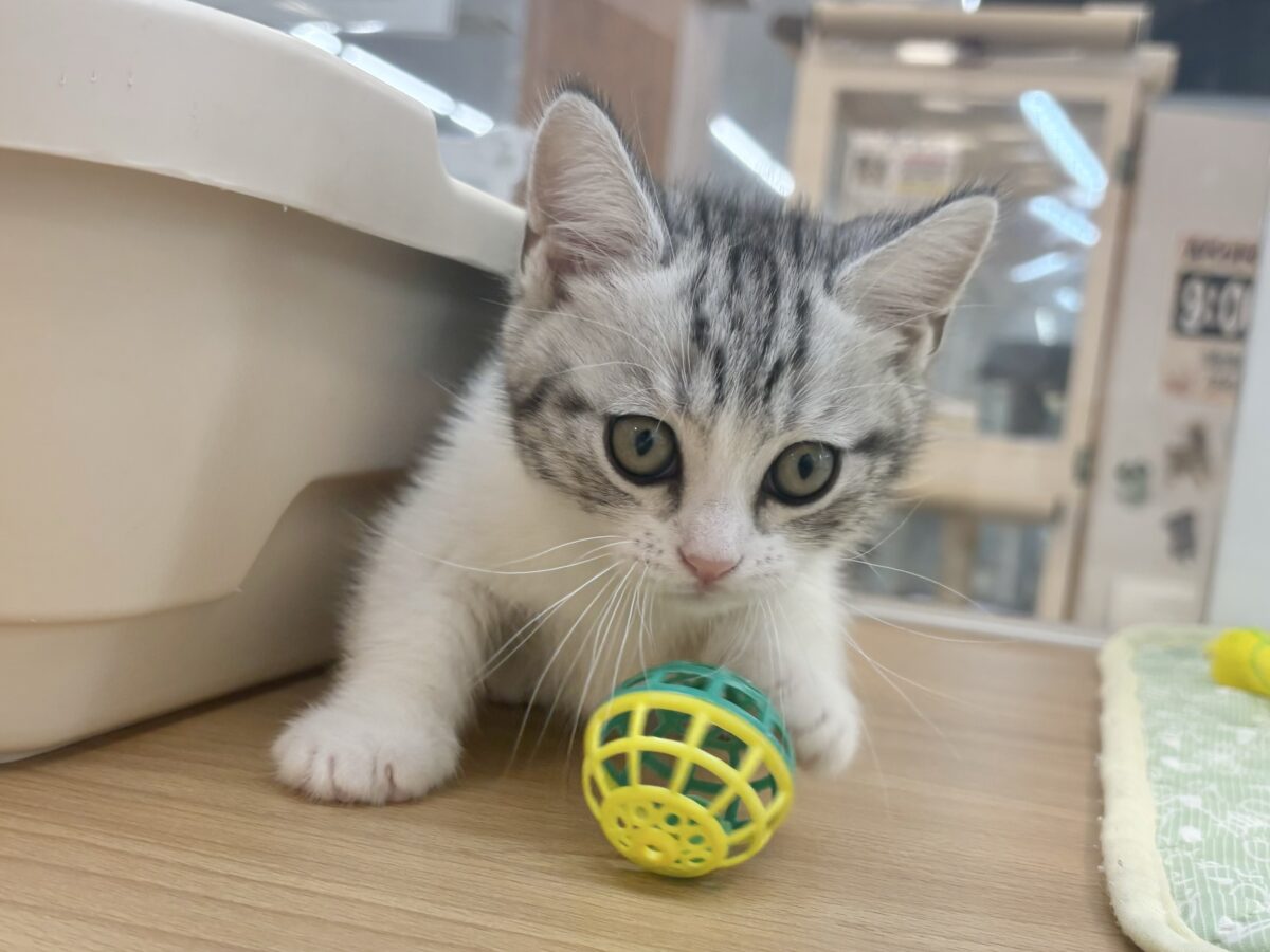 マンチカン