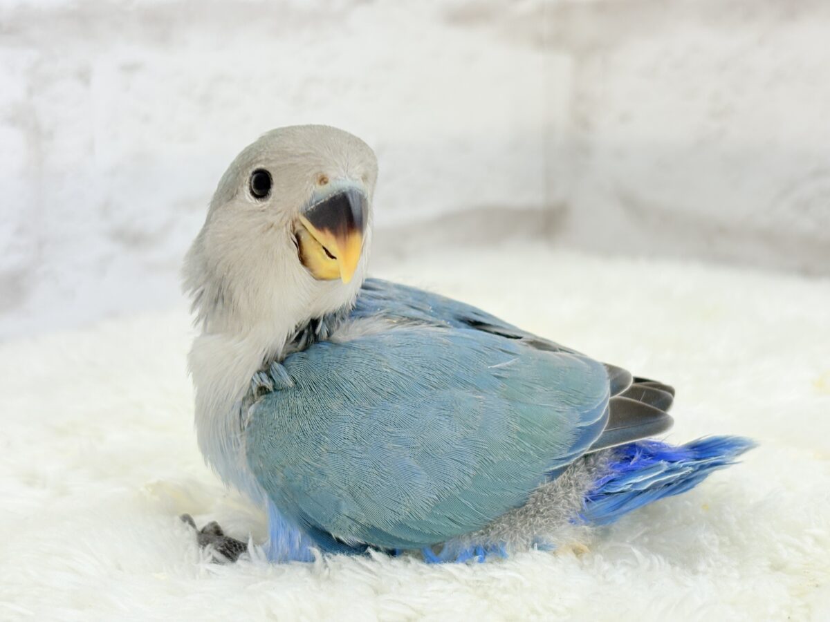 コザクラインコ（小桜インコ）