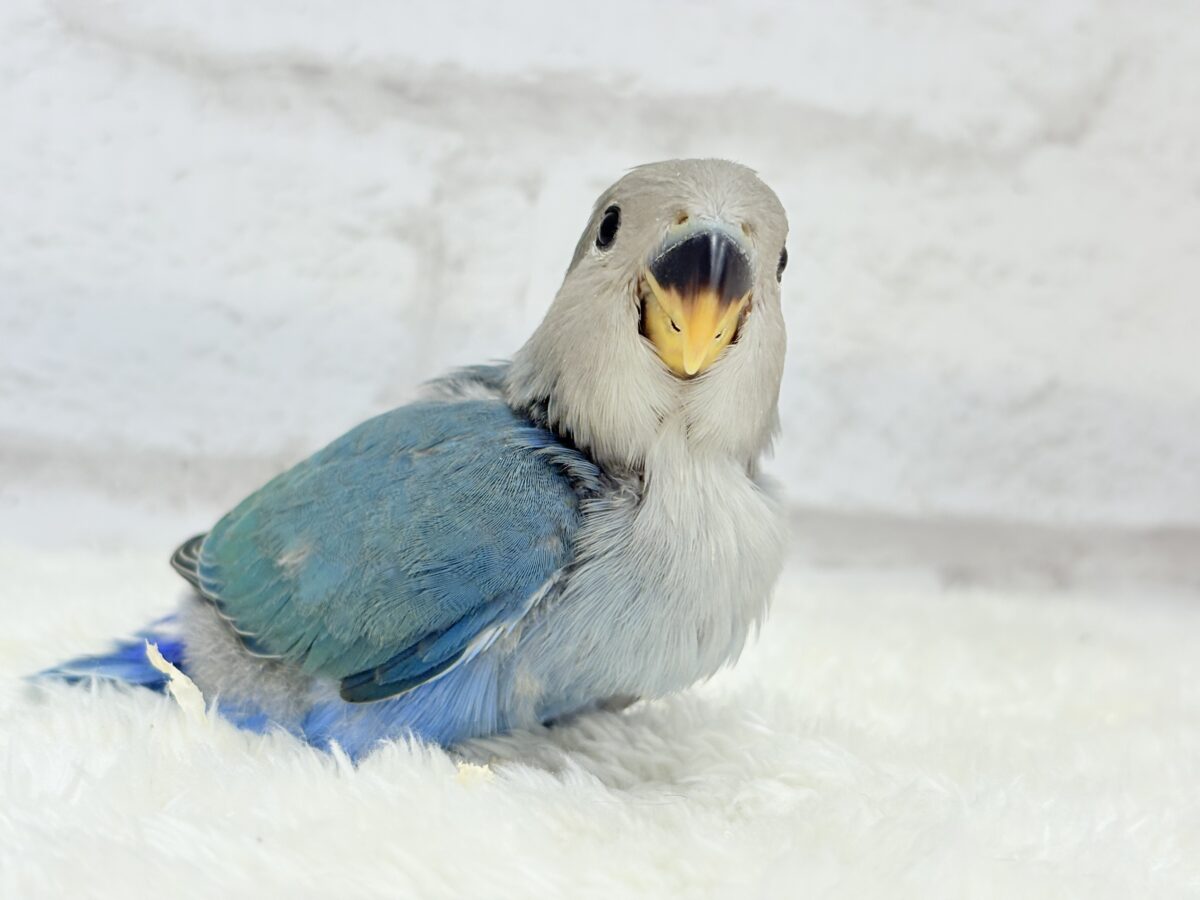 最新画像更新🪄】ふか〜い海の青さ広がる🐣🌊💫コザクラインコ(ブルー