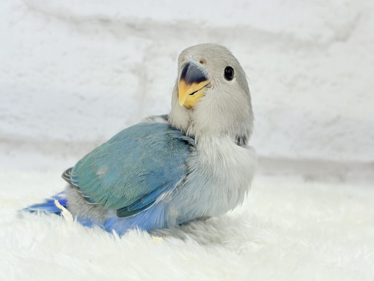 コザクラインコ（小桜インコ）