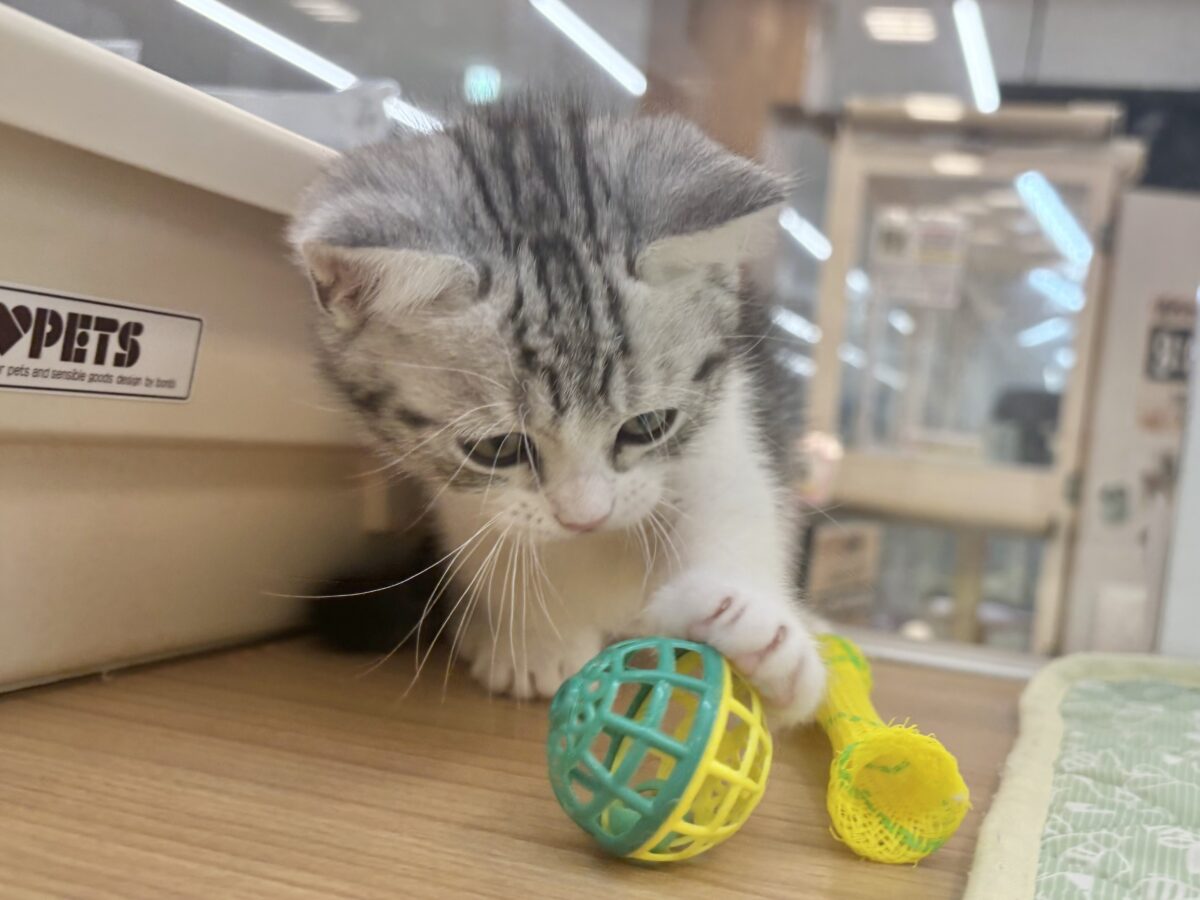 マンチカン