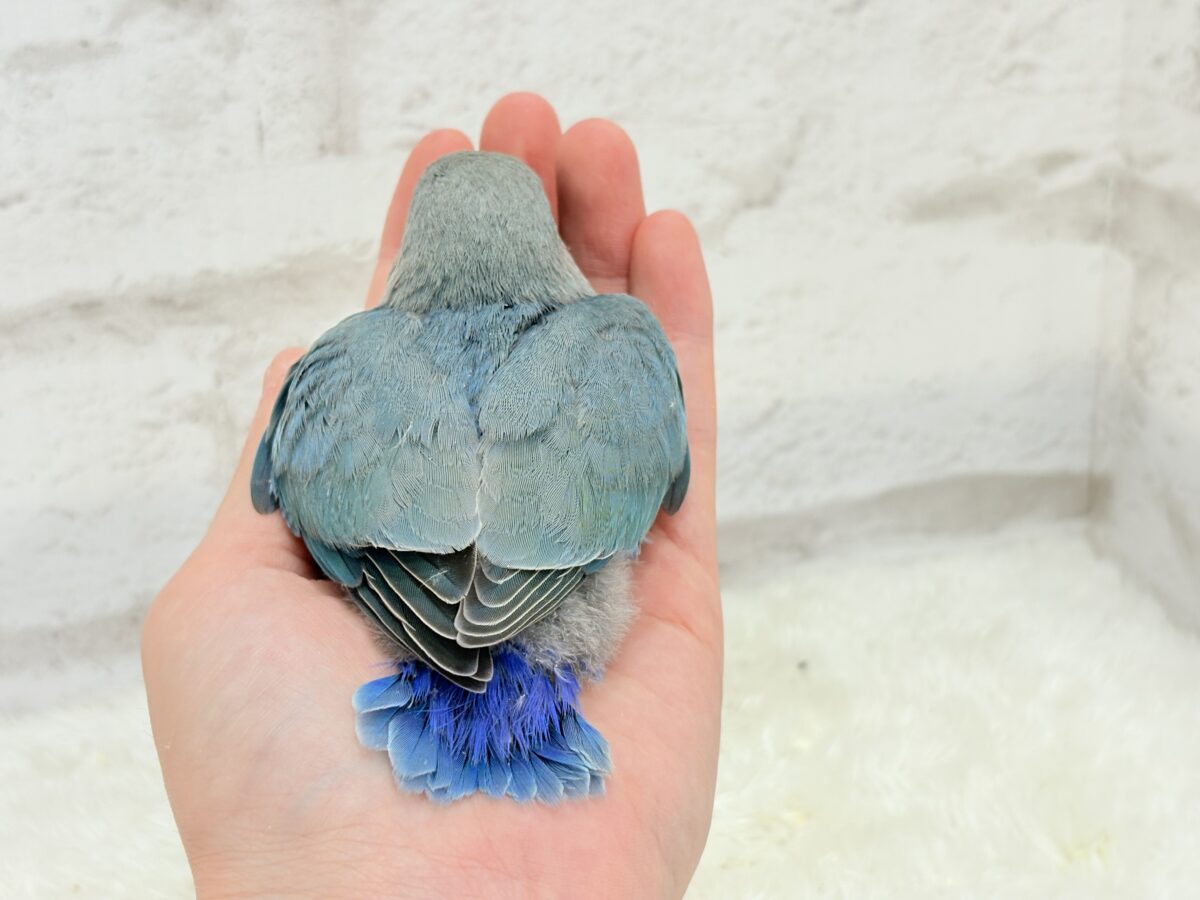 最新画像更新🪄】ふか〜い海の青さ広がる🐣🌊💫コザクラインコ(ブルー