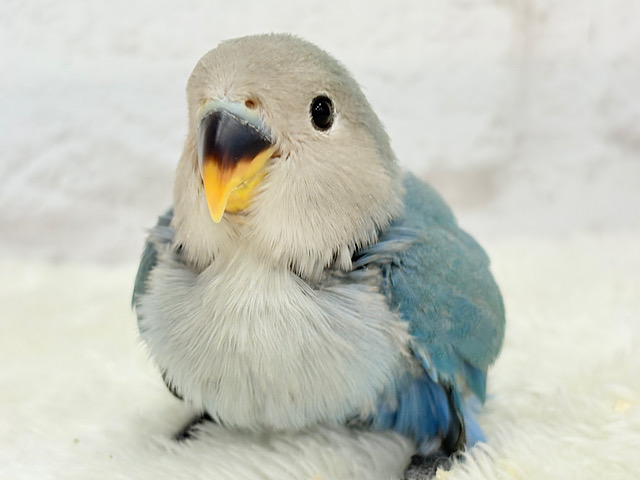 【最新画像更新🪄】ふか〜い海の青さ広がる🐣🌊💫コザクラインコ(ブルーチェリー) ヒナ