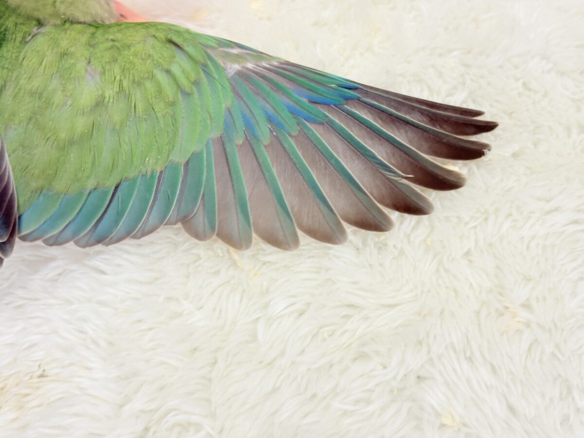 【最新画像更新🪄】わた毛たっぷりヒナヒナちゃん🐣💖コザクラインコ(ノーマル) ヒナ コザクラインコ(小桜インコ)