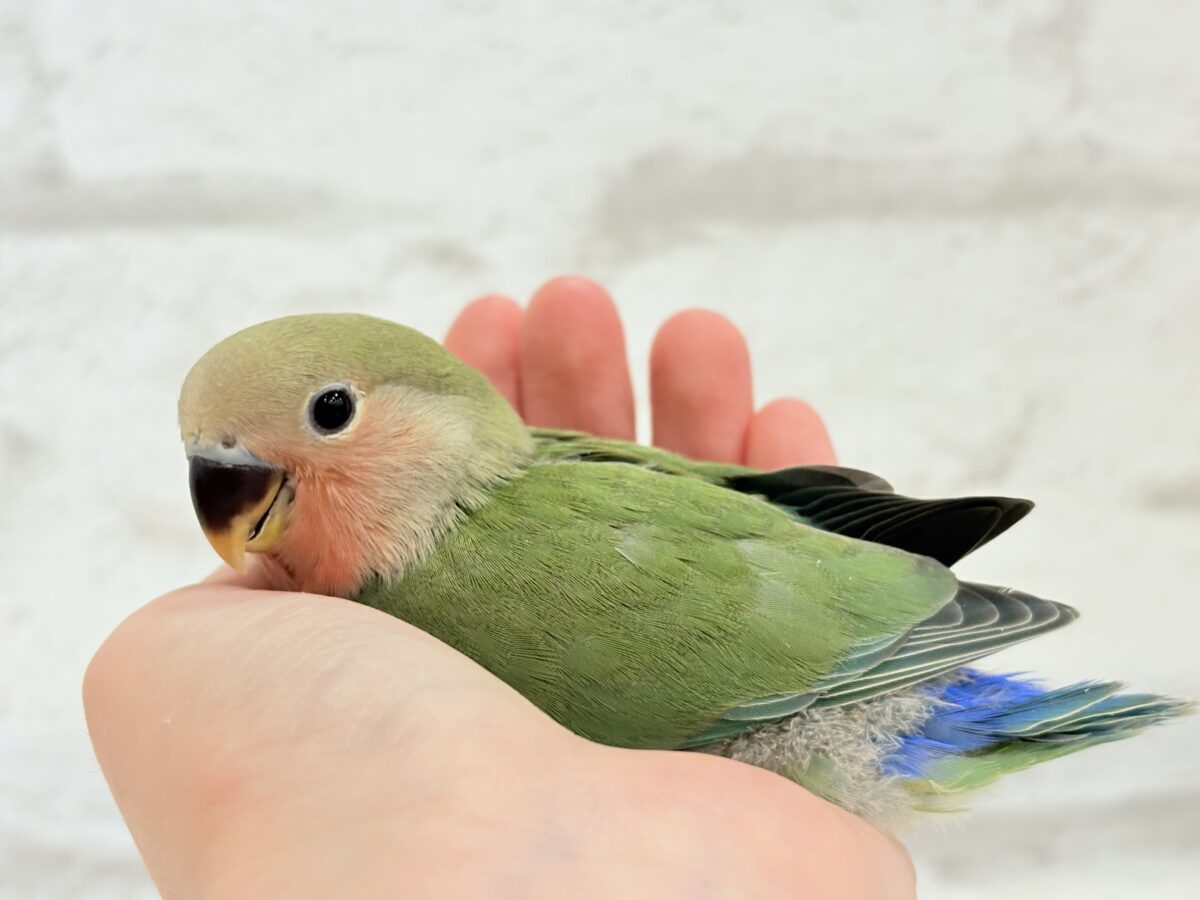 コザクラインコ（小桜インコ）
