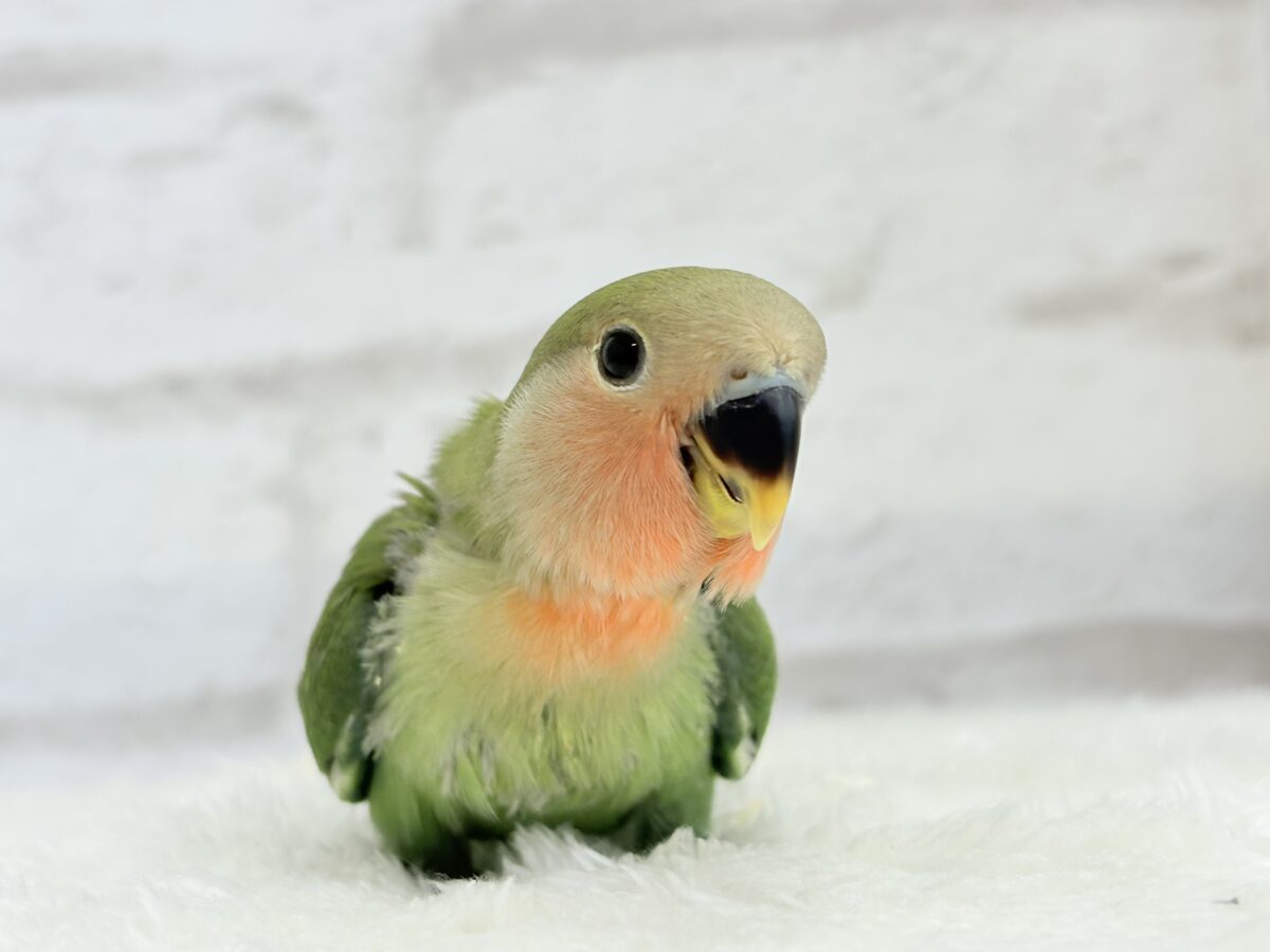 【最新画像更新🪄】わた毛たっぷりヒナヒナちゃん🐣💖コザクラインコ(ノーマル) ヒナ コザクラインコ(小桜インコ)