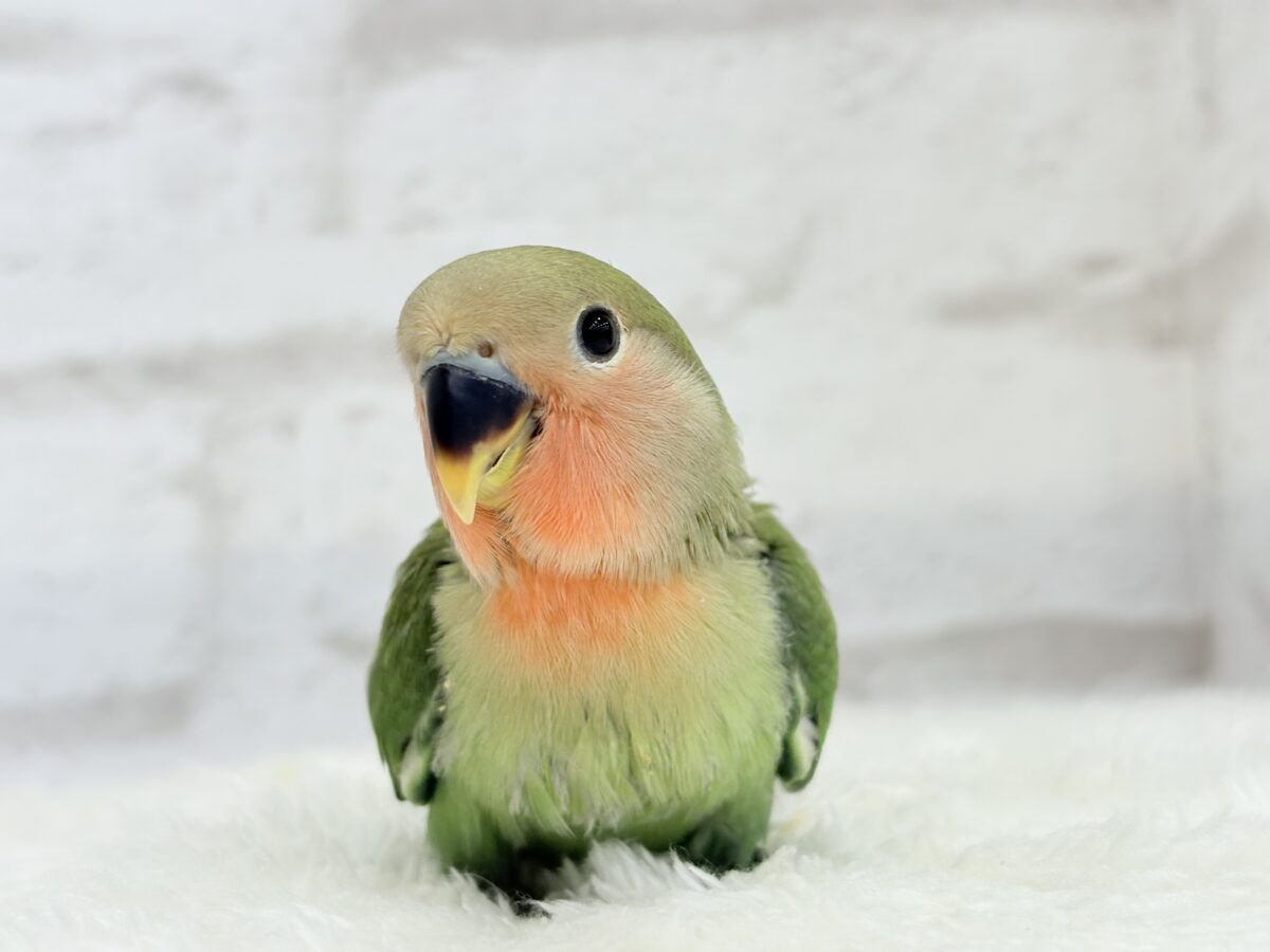 コザクラインコ（小桜インコ）