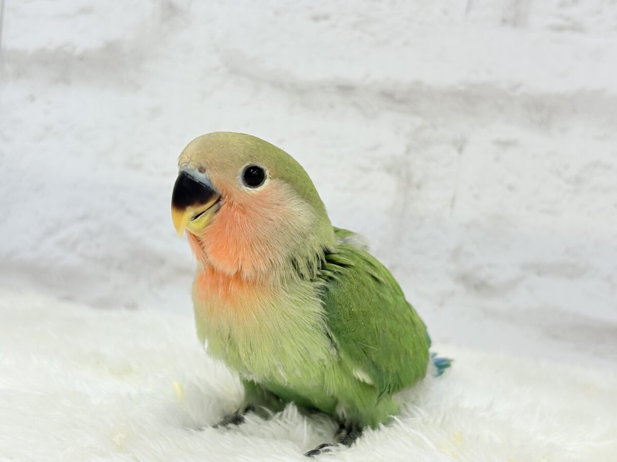 コザクラインコ（小桜インコ）